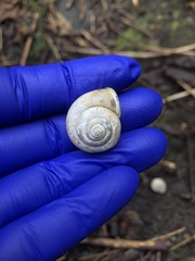 Allogona ptychophora