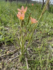 Moraea miniata
