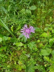 Centaurea jacea