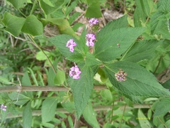Lantana trifolia