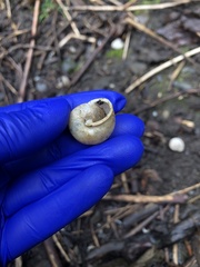 Allogona ptychophora