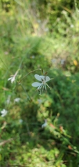 Gaura