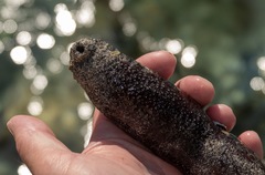 Holothuria poli