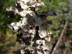 Lobarina scrobiculata