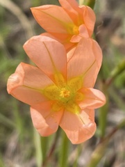 Moraea miniata
