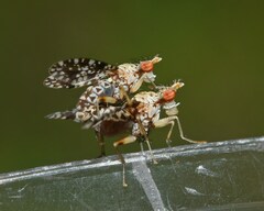 Trypetoptera punctulata