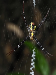 Argiope minuta