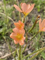Moraea miniata