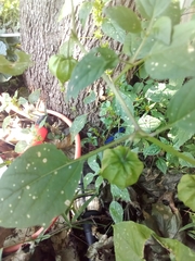 Physalis philadelphica