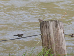 Setophaga coronata auduboni