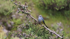 Ptiliogonys cinereus