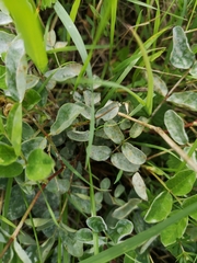 Erysiphe astragali