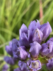 Gentianella quinquefolia