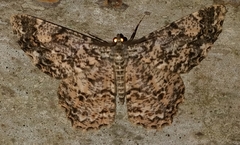 Epimecis