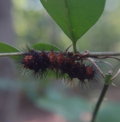 Hypercompe scribonia