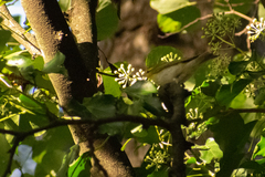 Phylloscopus sibilatrix