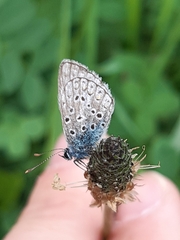 Polyommatus icarus
