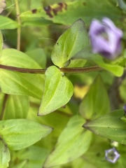 Gentianella quinquefolia