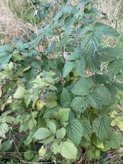 Rubus idaeus