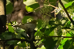 Phylloscopus sibilatrix