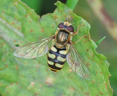 Eupeodes corollae
