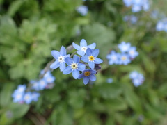 Myosotis