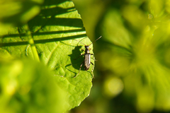 Grammoptera ruficornis