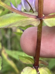 Gentianella quinquefolia