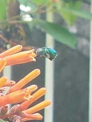 Euglossa