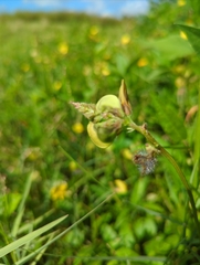 Vigna luteola