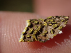 Pseudocyphellaria