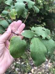 Ceanothus sanguineus