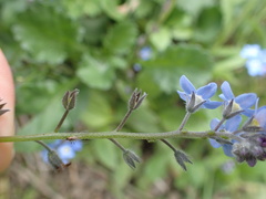 Myosotis