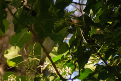Phylloscopus sibilatrix