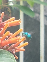 Euglossa