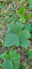 Pueraria montana