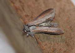 Cucullia asteroides