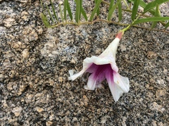 Ipomoea longifolia
