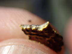 Pseudocyphellaria