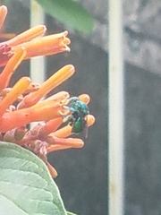 Euglossa