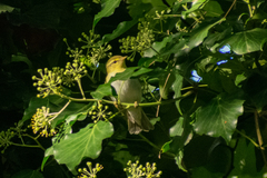 Phylloscopus sibilatrix