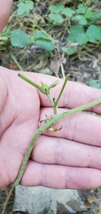 Pueraria montana