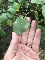 Ceanothus sanguineus
