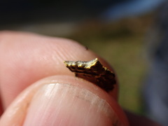 Pseudocyphellaria