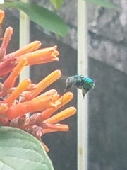 Euglossa