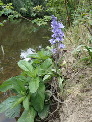 Hyacinthoides