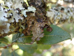 Pseudocyphellaria