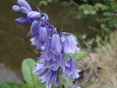 Hyacinthoides