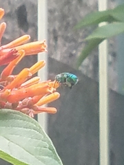 Euglossa