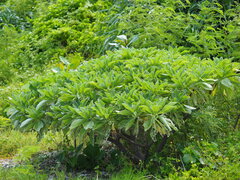 Heliotropium arboreum